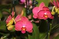 Phalaenopsis   089